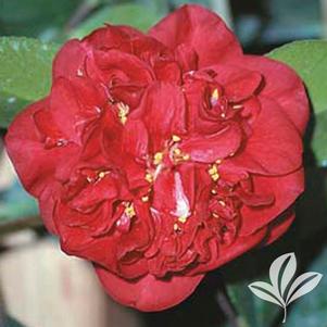 Camellia japonica 'Kramer's Supreme' 