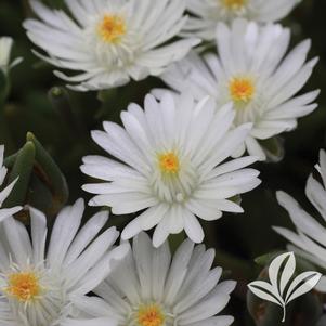 Delosperma cooperi 'Jewel of Desert Moonstone' 