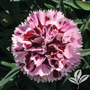 Dianthus caryophyllus 'KLEDP07088' 