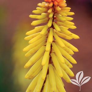 Kniphofia 'Rockette Yellow' 