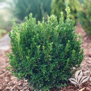 Buxus microphylla var. japonica 'Grejade' 