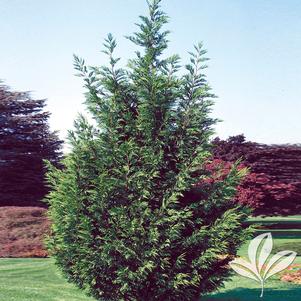 Cupressocyparis leylandii 'Murray' 