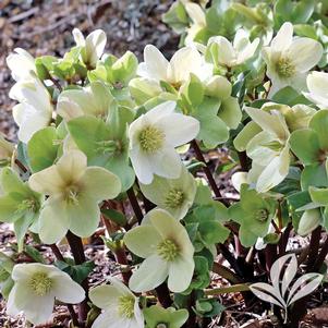 Helleborus x ericsmithii 'COSEH 730' 