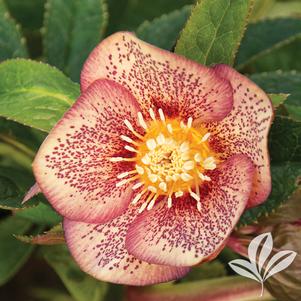 Helleborus 'Apricot Blush' 