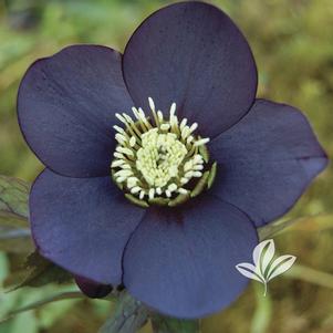 Helleborus 'Black Diamond' 