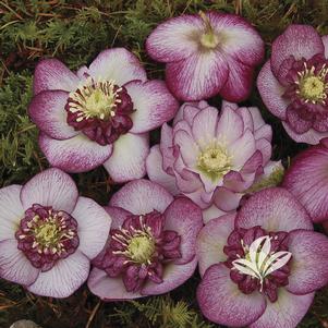 Helleborus 'Cherry Blossom' 