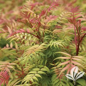 Sorbaria sorbifolia 'Sem' 