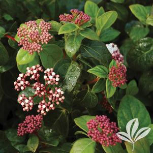 Viburnum tinus 'Lisarose' 