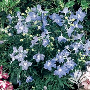 Delphinium grandiflorum 'Summer Blues' 