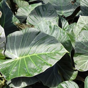 Alocasia 'Regal Shields' 