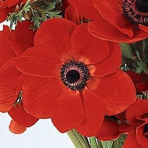 Anemone coronaria 'Mona Lisa' 