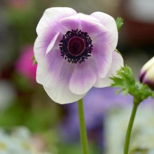 Anemone coronaria 'Harmony Pearl' 