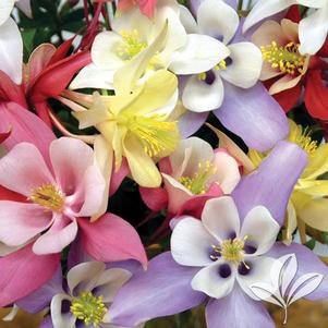 Aquilegia x caerulea 'Origami Mix' 