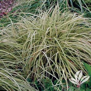 Carex morrowii aurea 'Variegata' 