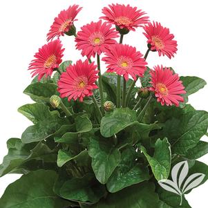 Gerbera 'Garheart' 