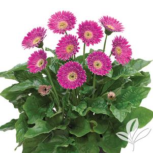 Gerbera 'Garsurprise' 