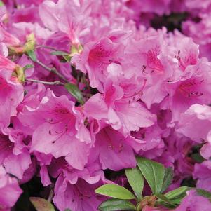 Rhododendron x 'Herbert' 