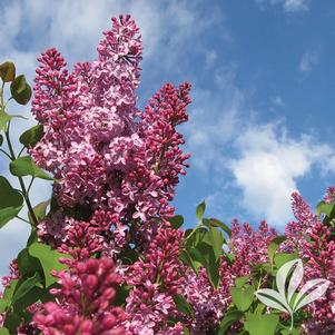 Syringa 'Grecrimdoll' 