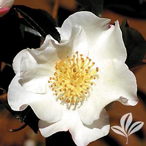 Camellia sasanqua 'Setsugekka' 