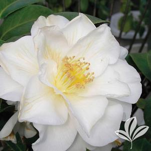 Camellia sasanqua 'Autumn Rocket' 