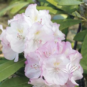 Chaenomeles speciosa 'Spitfire' 