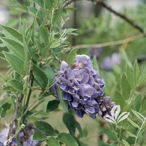 Wisteria frutescens 'Amethyst Falls' 