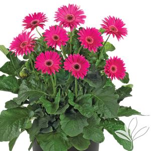 Gerbera 'Gardreams' 