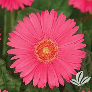 Gerbera 'Garsixteen' 