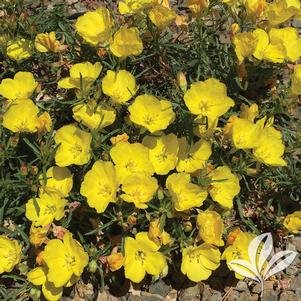 Calylophus berlandieri 