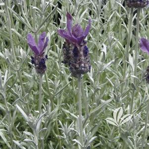 Lavandula stoechas 'Silver Anouk' 