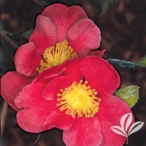 Camellia sasanqua 'Yuletide' 