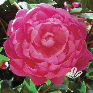 Camellia sasanqua 'Green 99-031' 