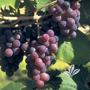 Vitis labrusca 'Catawba' 