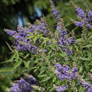 Vitex agnus-castus 'PIIVAC-I' 