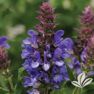 Salvia nemerosa 'Blue Marvel' 