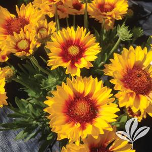 Gaillardia x grandiflora 'Sunset Sunrise' 