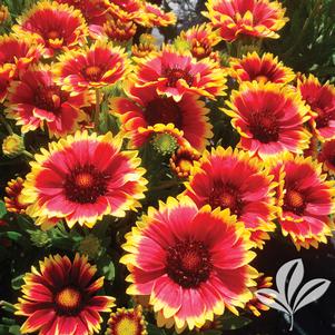 Gaillardia x grandiflora 'Sunset Snappy' 