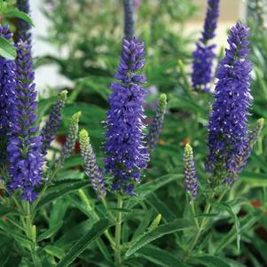 Veronica 'Novaverblu' 