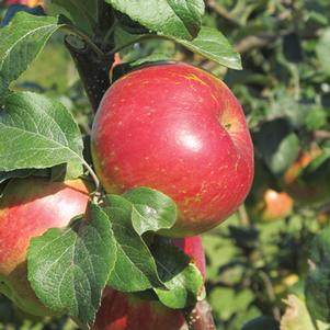 Malus 'Red Limbertwig' 