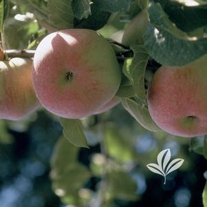 Malus 'Wolf River' 
