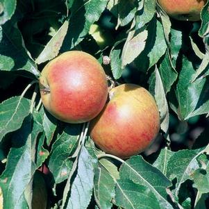 Malus 'Yates' 
