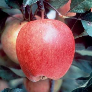 Malus 'Autumn Beauty' 