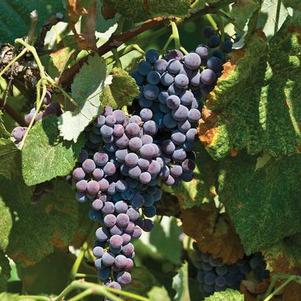 Vitis 'Concord' 