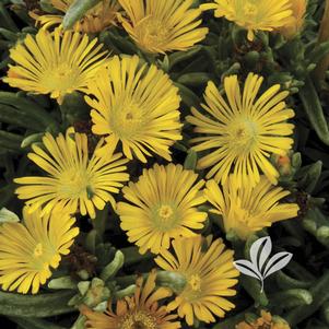 Delosperma 'WOWD20111' 