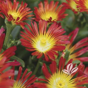 Delosperma 'WOWDAY2' 