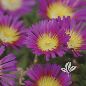 Delosperma 'WOWDRY1' 
