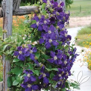 Clematis 'Jackmanii' 