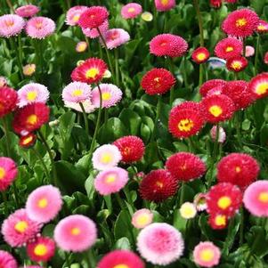 Bellis perennis 'Tasso Mix' 