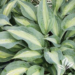 Hosta 'Striptease' 