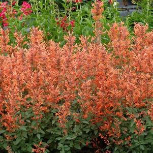 Agastache 'Kudos Mandarin' 